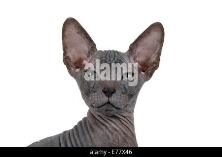 Don Sphynx chaton, 8 semaines, noir Banque D'Images