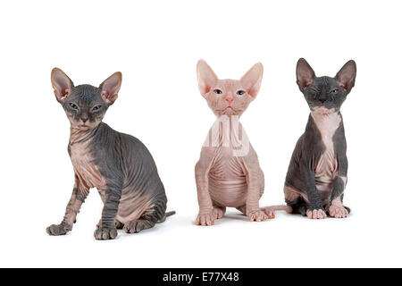 Trois chatons Don Sphynx, 8 semaines Banque D'Images