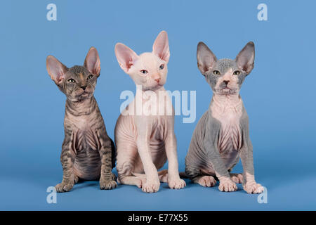 Trois chatons Don Sphynx, 8 semaines Banque D'Images