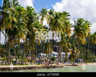 Palmiers, Marigot Bay, région de Castries, Sainte-Lucie, l'île de Petites Antilles, îles du Vent, Sainte-Lucie Banque D'Images