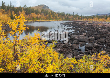 Paysage d'automne avec une rivière et montagne dans l'arrière-plan jaune avec des feuilles sur les arbres dans le parc national de Stora sjöfallets, Banque D'Images