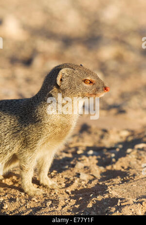 Mangouste svelte (Galerella sanguinea), le sud de la Namibie Banque D'Images