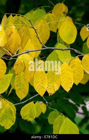 Cladrastis kentukea . Kentucky / podocarpus podocarpus américain les feuilles des arbres jaunissent en automne. UK Banque D'Images