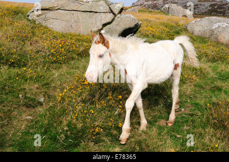 Poulain blanc sauvage qui l'a amenée sur la montagne du Pays de Galles Pembrokeshire Cymru UK GO Banque D'Images