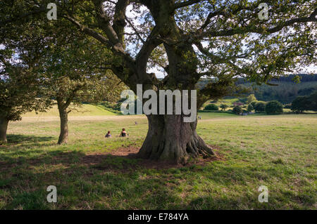 À l'ombre d'un vieux chêne dans les collines du Surrey, UK Banque D'Images