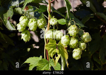 La floraison du houblon sauvage par la Tamise à Hampton Court. Londres, Angleterre. Banque D'Images