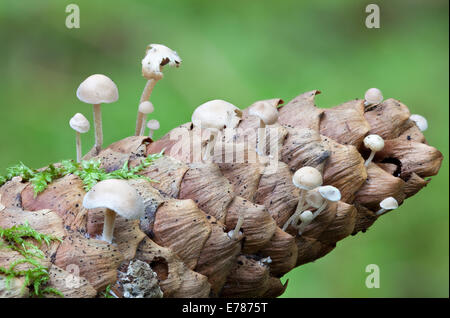 Conifercone Baeospora myosura, cap Banque D'Images