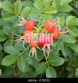 Bouquet de fruits rouges sur le jardin des plantes dans l'églantier Banque D'Images