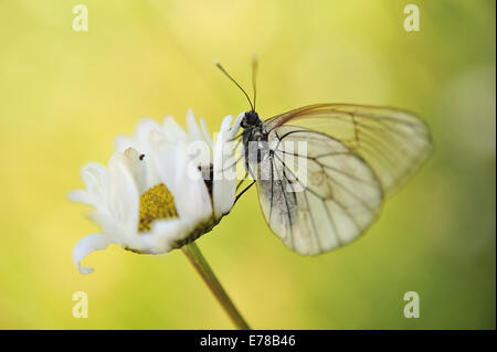 Blanc veiné de noir, Aporia crataegi, Laepidottera, Pieridae, Rascino Highplane, Rieti, Latium, Italie, Europe butterfly butterfli Banque D'Images