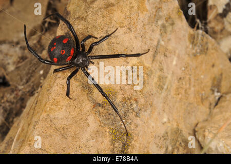 Veuve noire, de la Méditerranée (Latrodectus tredecimguttatus), les montagnes de Tolfa, lazio, Italie, Europe Banque D'Images