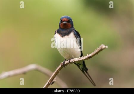 Une Hirondelle, Hirundo rustica, reposant sur une branche épineuse avec un fond diffus Banque D'Images