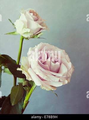 Deux roses Rose romantique, avec une désaturation vintage-filtre comme instagram Banque D'Images