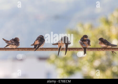 Oiseaux (Hirondelles) sur une barre transversale dans la nature Banque D'Images