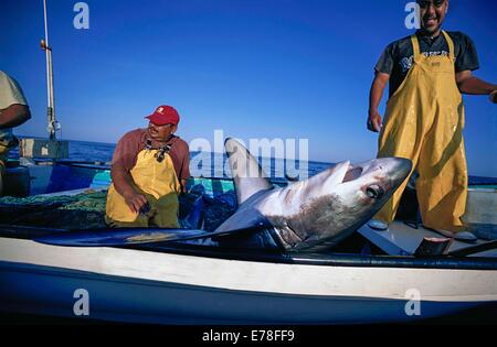 Les pêcheurs au filet maillant haul requin renard (Alopias vulpinus) à bord ; Huatabampo, du Mexique, de la mer de Cortez, l'Océan Pacifique Banque D'Images