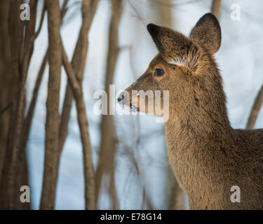 Profil d'un jeune cerf avec son manteau d'hiver et en état d'alerte dans les bois en hiver. Banque D'Images