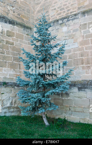 Picea pungens F. glauca, communément appelé épinette bleue du Colorado, est une espèce de conifères originaire d'Amérique du Nord. Ce spécimen a été photographié à Miranda de Ebro, en Espagne, mettant en valeur son feuillage bleuâtre caractéristique. Banque D'Images