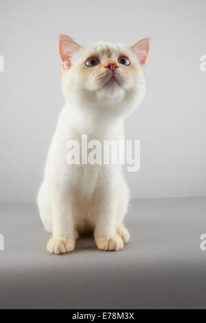 Une variante chaton Selkirk Rex Banque D'Images