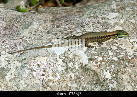 Lizard Lacerta laevis, Phoenicolacerta laevis Banque D'Images