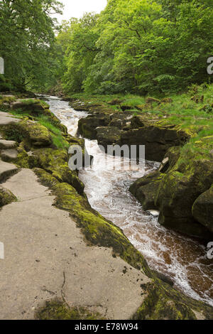 Gorge étroite et moss couverts pierre avec les eaux vives de la rivière Wharfe trancheuse par Strid Woods sur vaste Bolton Abbey estate Angleterre Banque D'Images