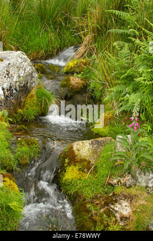 Petite cascade avec jet d'eau de source des roches couvertes de mousse plus tumbling parmi la végétation émeraude, fougères, digitales dans la région de Lake District en Angleterre Banque D'Images