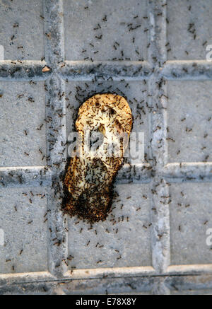 Les fourmis sur un toast de pain sur le sol dans la rue Banque D'Images