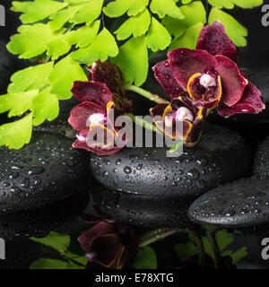 Magnifique spa concept d'orchidée phalaenopsis (profond), branche verte fougère de pierres zen avec des gouttes et la réflexion sur l'eau Banque D'Images