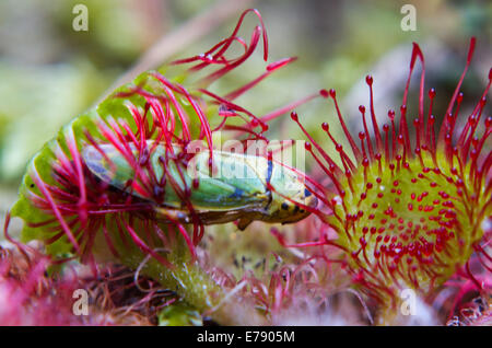 Petit INSECTE, capturé par les tentacules collantes de rossolis (Drosera rotundifolia) Banque D'Images