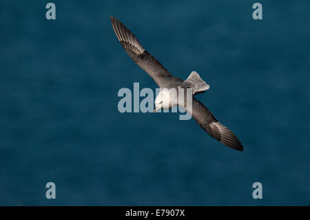 Fulmar (Fulmarus glacialis) adulte en vol à Troup Head, dans l'Aberdeenshire, en Écosse. Mars. Banque D'Images