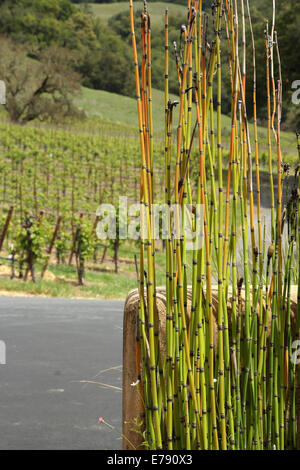 Maison privée, le Comté de Sonoma, United States. Architecte : l'architecte inconnu, 2009. Détail du jardin avec des quenouilles. Banque D'Images