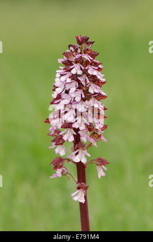 Lady Orchid (Orchis purpurea), dans le sud de la France, Provence, France Banque D'Images