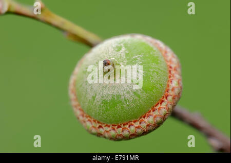 Le Chêne rouge (Quercus rubra), acorn, Rhénanie du Nord-Westphalie, Allemagne Banque D'Images