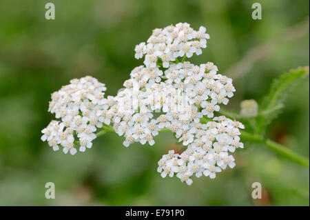 Achillée millefeuille (Achillea millefolium), Nordrhein-Westfalen, Allemagne Banque D'Images