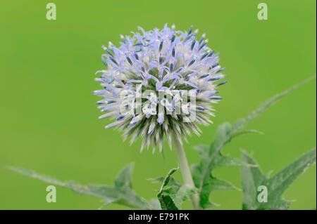 Petit Globe Thistle (Echinops ritro), dans le sud de la France, France Banque D'Images