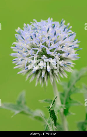 Petit Globe Thistle (Echinops ritro), dans le sud de la France, France Banque D'Images