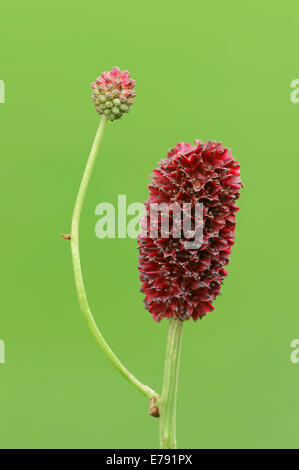 Pimprenelle (Sanguisorba officinalis), l'inflorescence, Rhénanie du Nord-Westphalie, Allemagne Banque D'Images