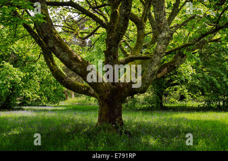 Étêtés Érable de Norvège (Acer platanoides) dans le parc du château Broddick, Île d'Arran. Banque D'Images