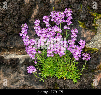 Conte de la digitale (Erinus alpinus) croissant sur les murs d'Broddick Château, Île d'Arran. Banque D'Images