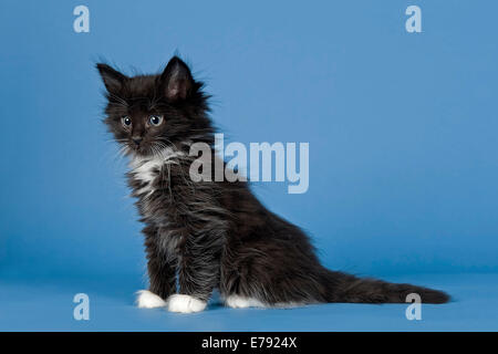 Chaton des forêts norvégiennes, 7 semaines, noir et blanc Banque D'Images