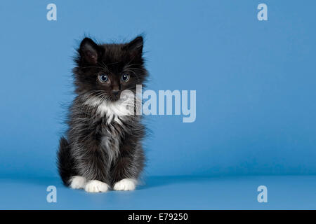 Chaton des forêts norvégiennes, 7 semaines, noir et blanc Banque D'Images