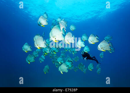 Un plongeur parmi un banc de platax Teira (Platax teira), la réserve naturelle des îles Dimaniyat, Al Batinah région, Oman Banque D'Images