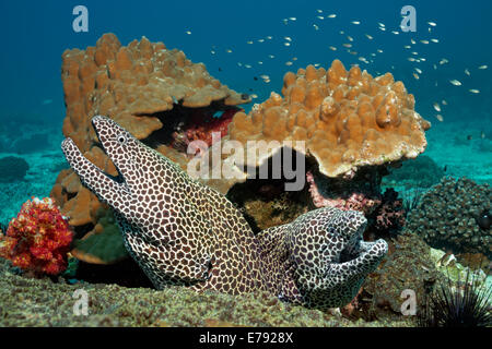 Deux Laced murènes (Gymnothorax favagineus) à une barrière de corail, la réserve naturelle des îles Dimaniyat, Al Batinah région, Oman Banque D'Images