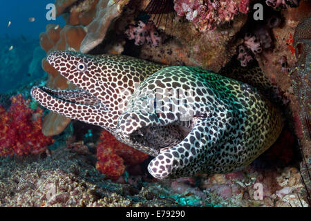 Deux Laced murènes (Gymnothorax favagineus) à une barrière de corail, la réserve naturelle des îles Dimaniyat, Al Batinah région, Oman Banque D'Images