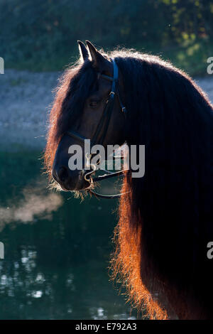Cheval frison noir avec une longue crête, au bord du lac, rétroéclairé, le nord du Tyrol, Autriche Banque D'Images