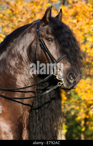 Cheval frison noir avec une longue crête portant un trottoir peu, en automne, dans le Nord de la Carinthie, Autriche Banque D'Images