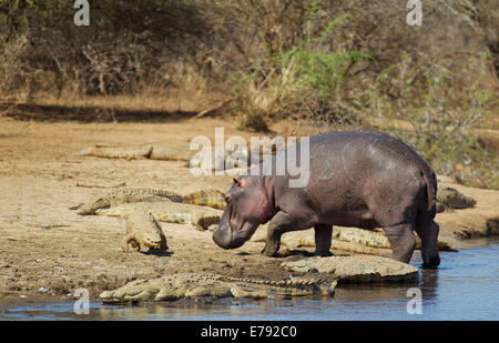 Hippopotame (Hippopotamus amphibius) bull laissant l'eau, et les crocodiles du Nil (Crocodylus niloticus), coucher de Dam Banque D'Images