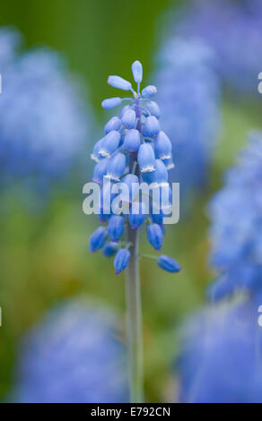 Petit Muscaris (Muscari botryoides), fleurs, Thuringe, Allemagne Banque D'Images