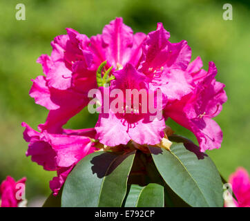 Rhododendron (Rhododendron williamsianum Williams), la floraison, la Thuringe, Allemagne Banque D'Images