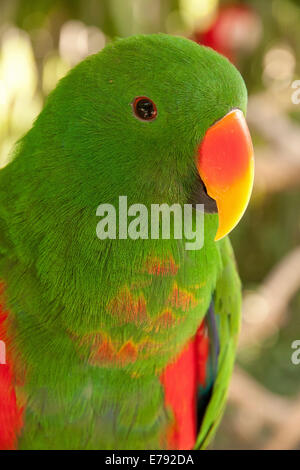 Perroquet Eclectus roratus Eclectus (), portrait, captive, Bali, Indonésie Banque D'Images