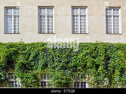 Grimpantes de lierre sur une maison avec Windows Banque D'Images