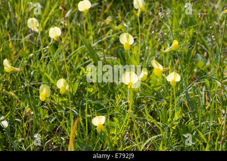 Dents de dragon Spargelbohne Spargelerbse Spargelklee Lotus maritimus Spargelschote Tetragonolobus maritimus Banque D'Images